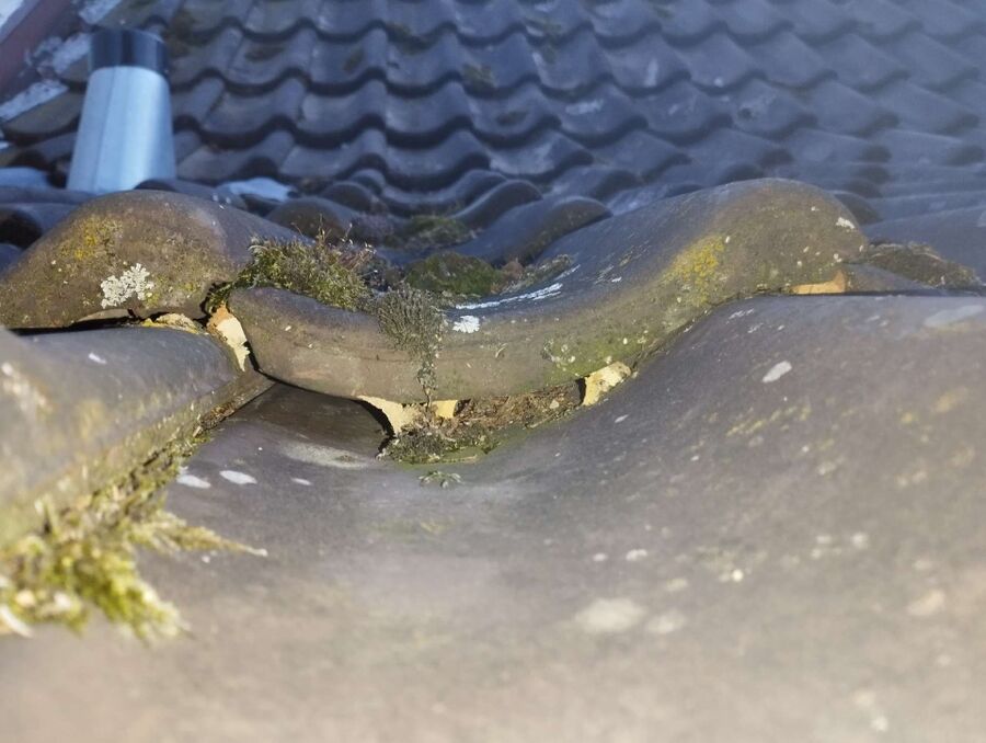 wespennest_entfernen