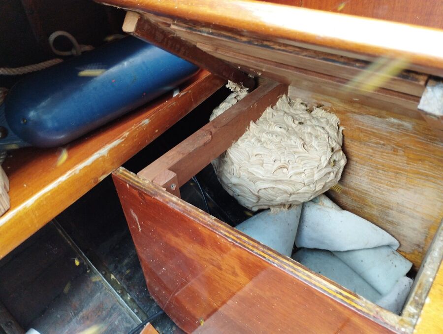 wespennest_entfernen