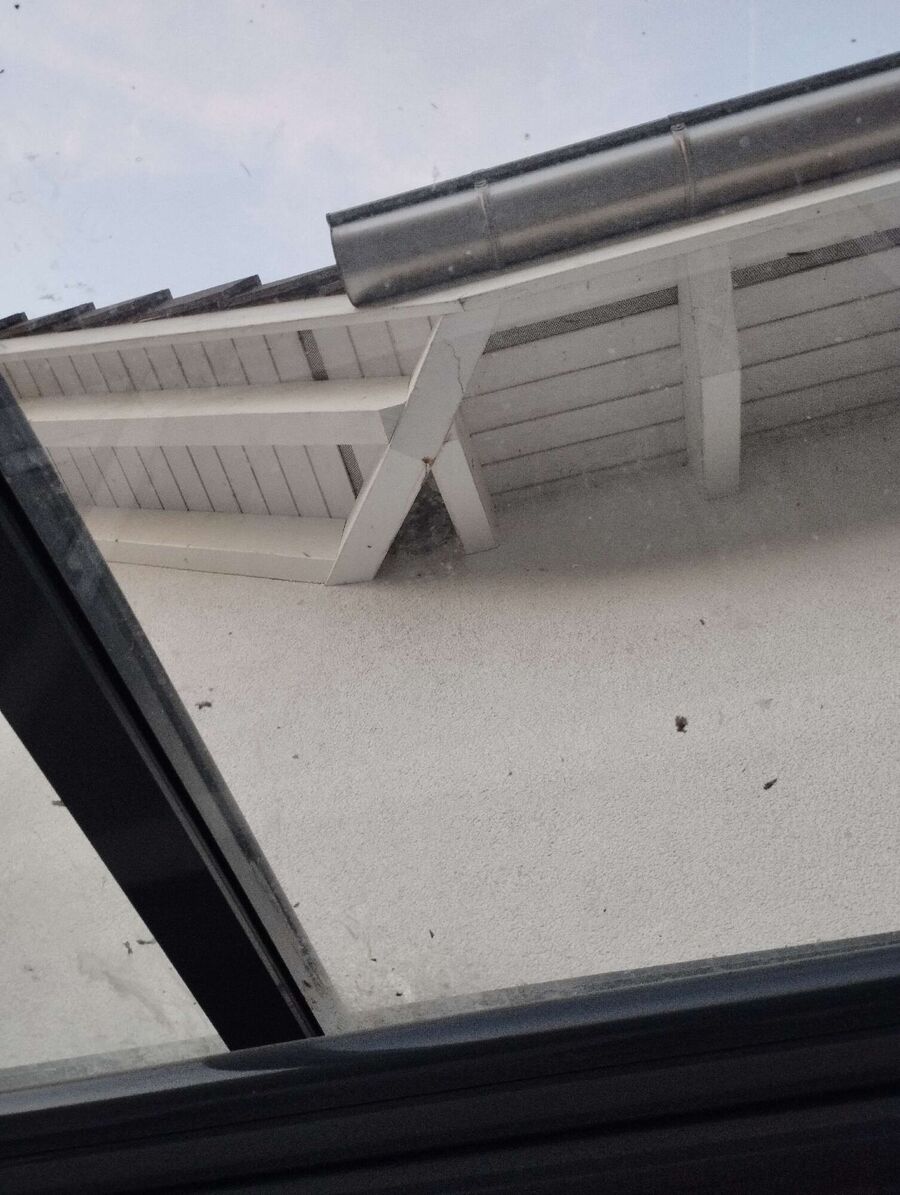 wespennest_entfernen