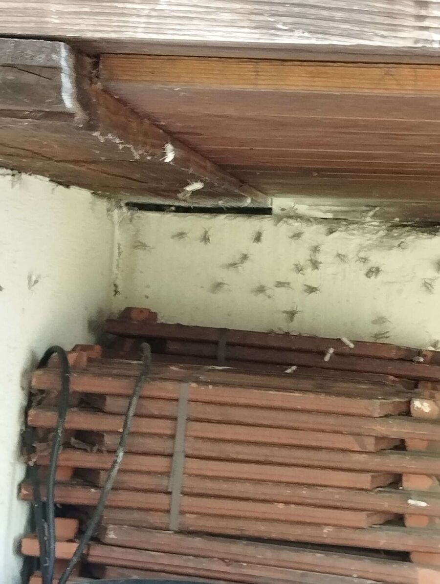 wespennest_entfernen