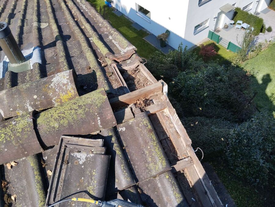 wespennest_entfernen