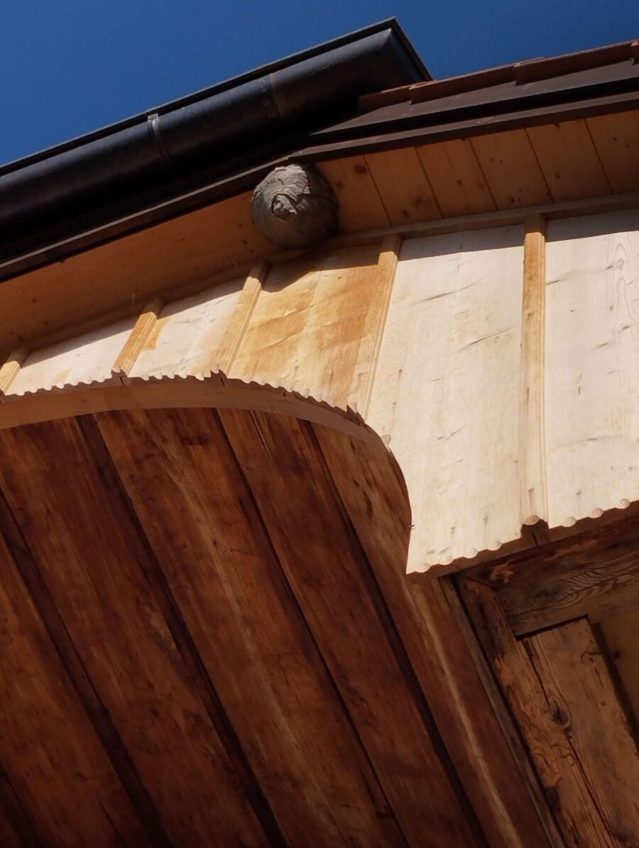 wespennest_entfernen