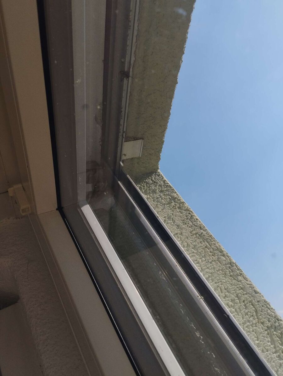 wespennest_entfernen