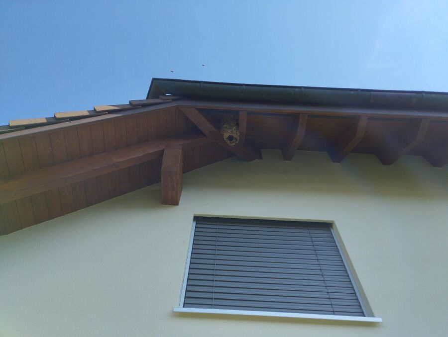 wespennest_entfernen