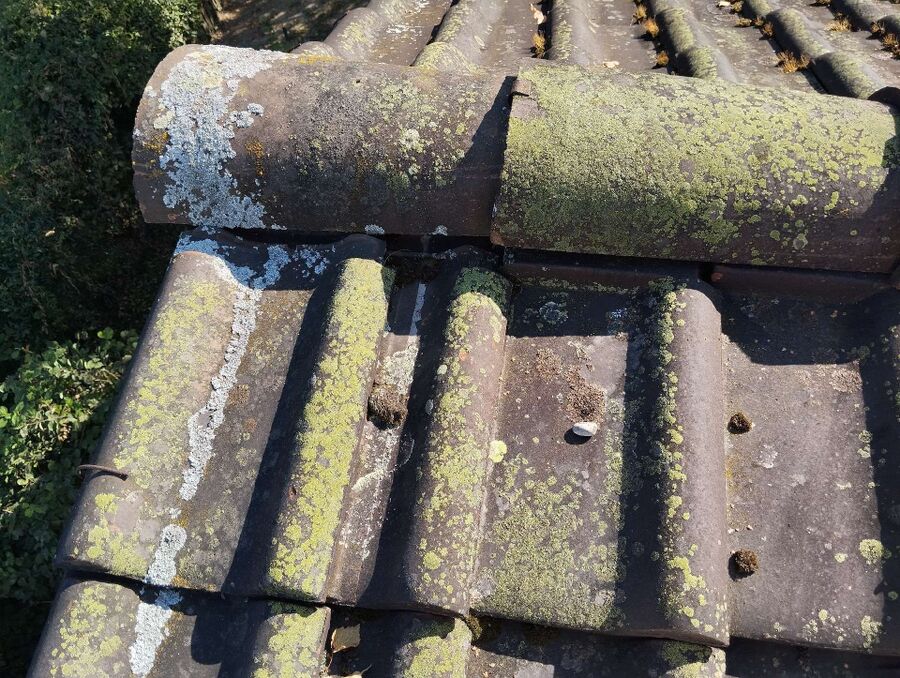 wespennest_entfernen