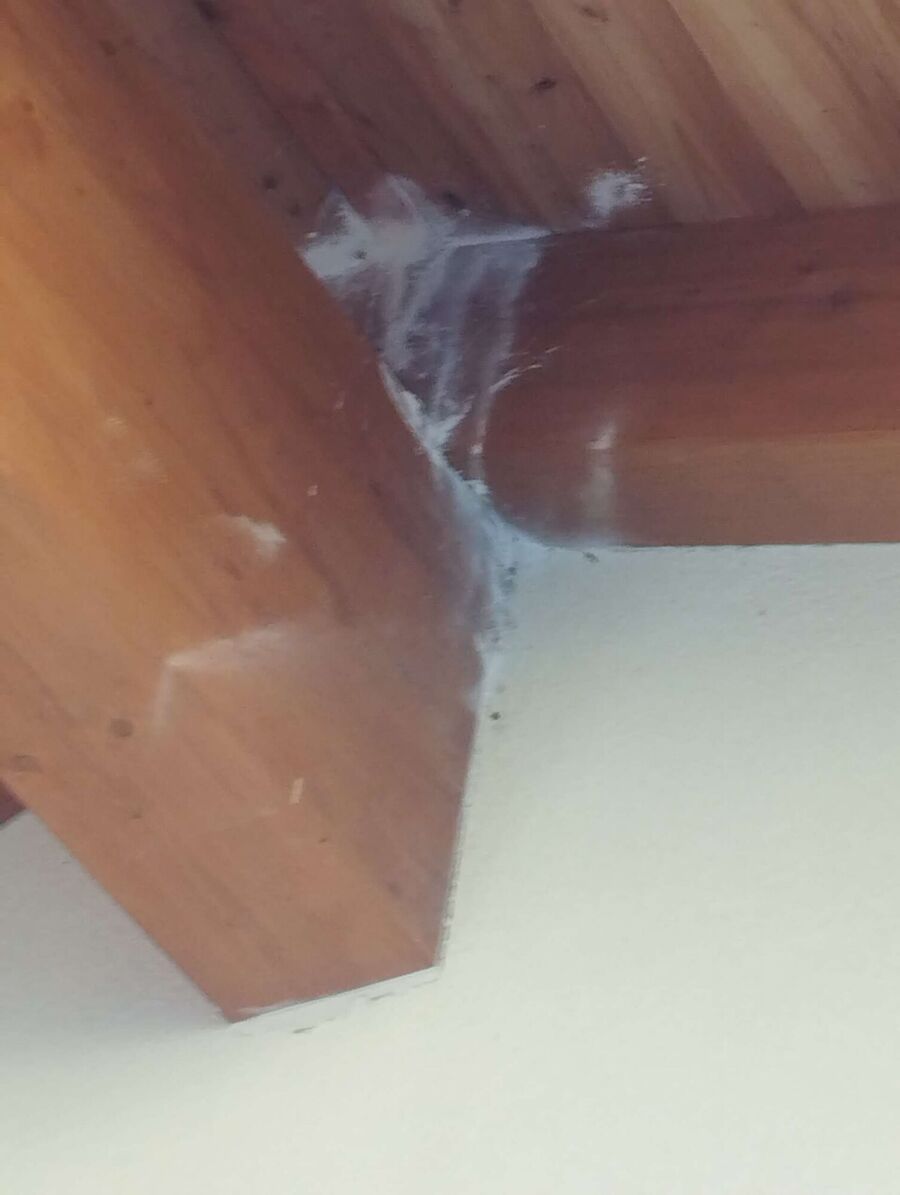 wespennest_entfernen