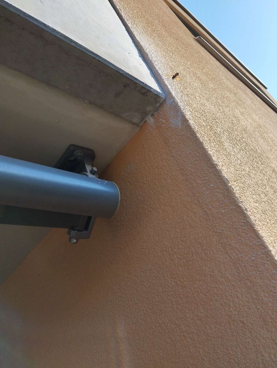 wespennest_entfernen