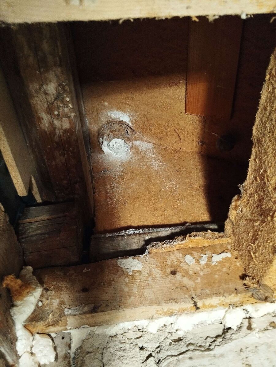 wespennest_entfernen