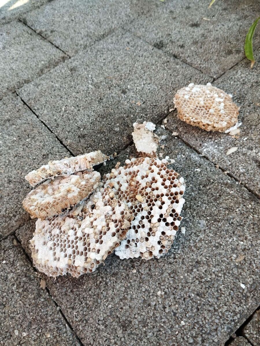 wespennest_entfernen