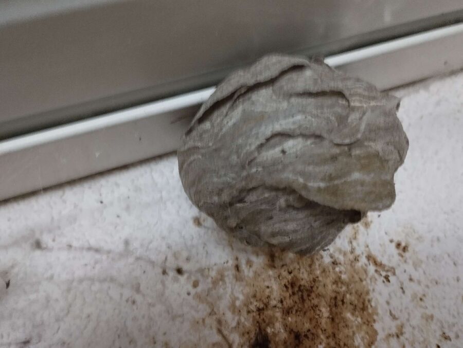 wespennest_entfernen