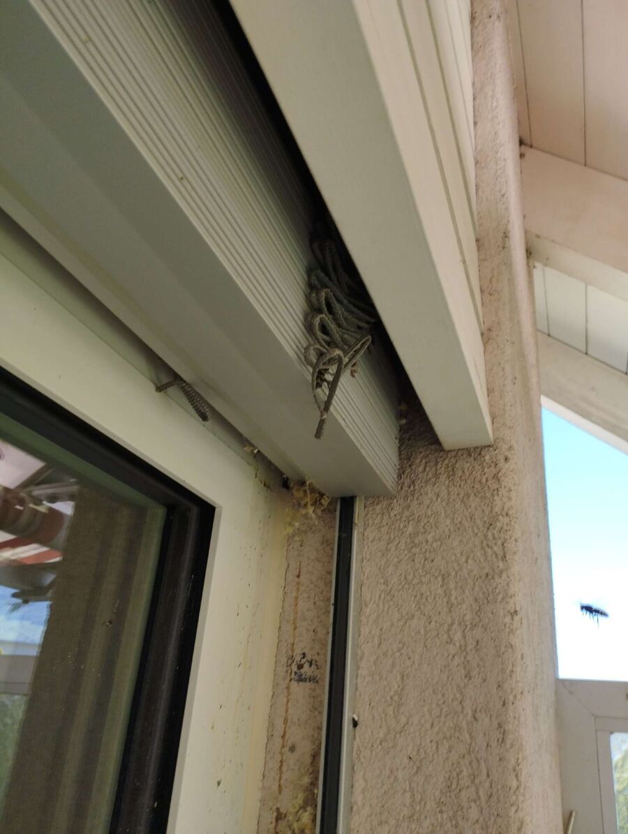 wespennest_entfernen