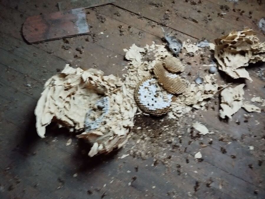 wespennest_entfernen