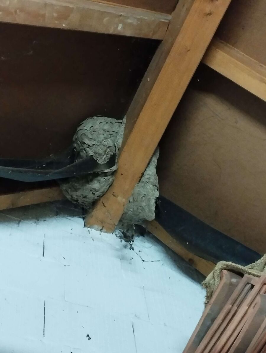 wespennest_entfernen