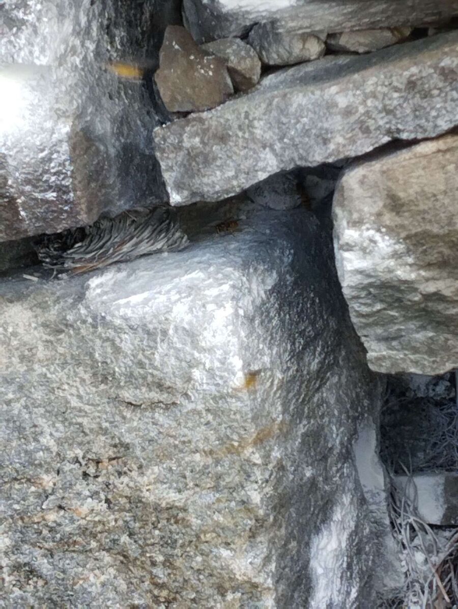 wespennest_entfernen