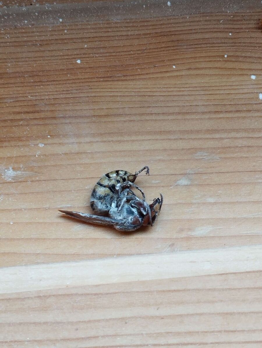 wespennest_entfernen