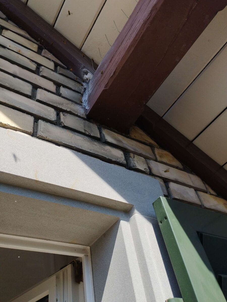 wespennest_entfernen