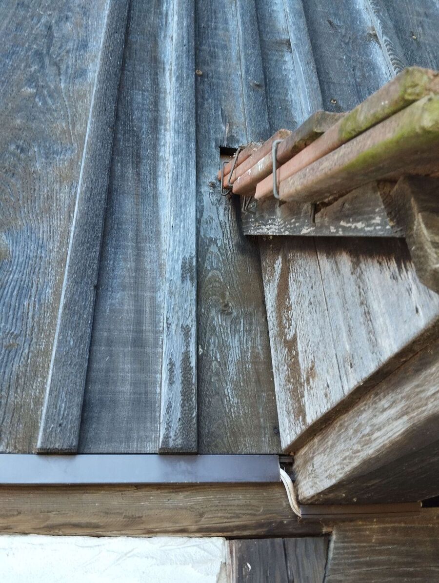 wespennest_entfernen