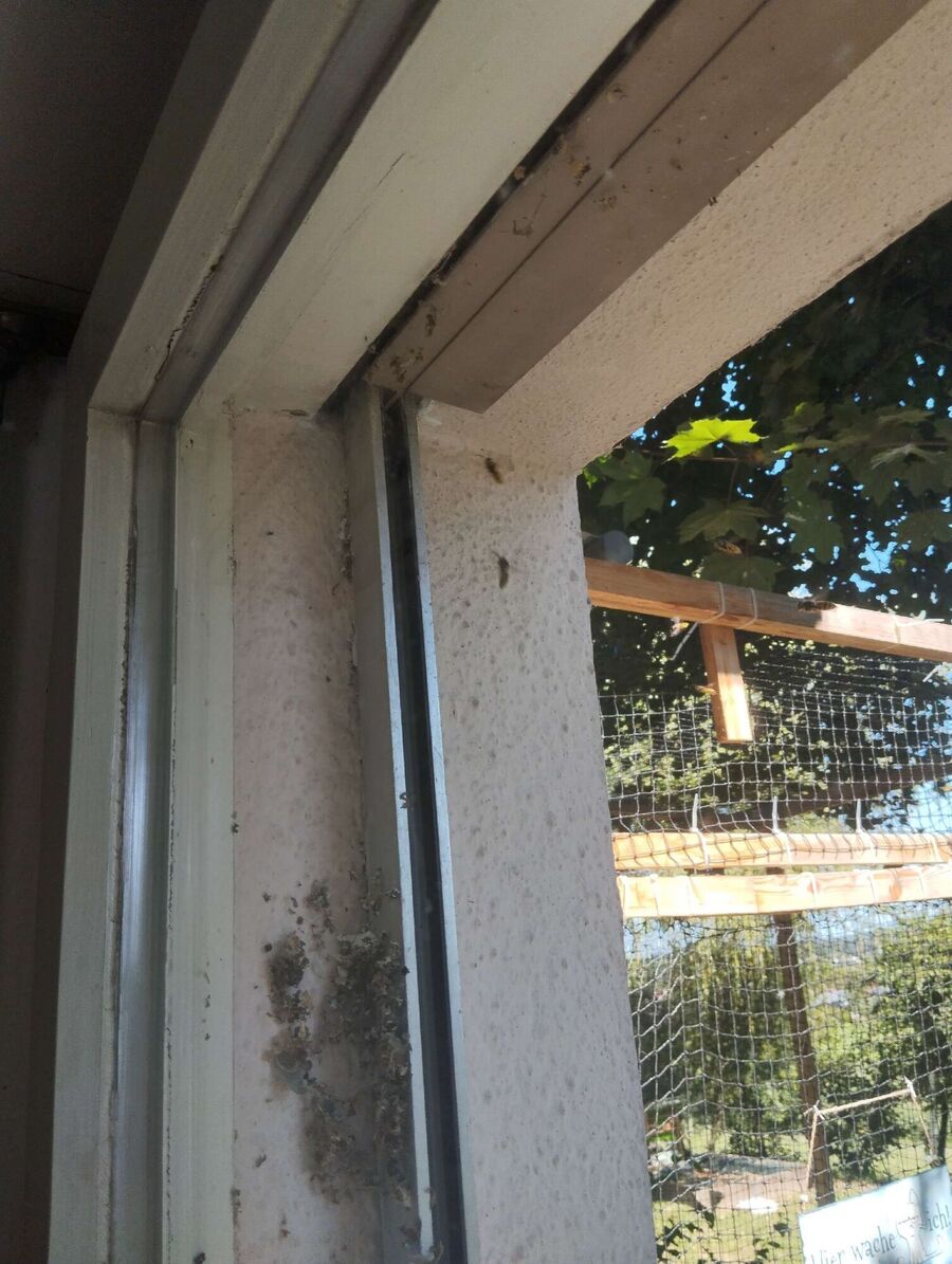 wespennest_entfernen