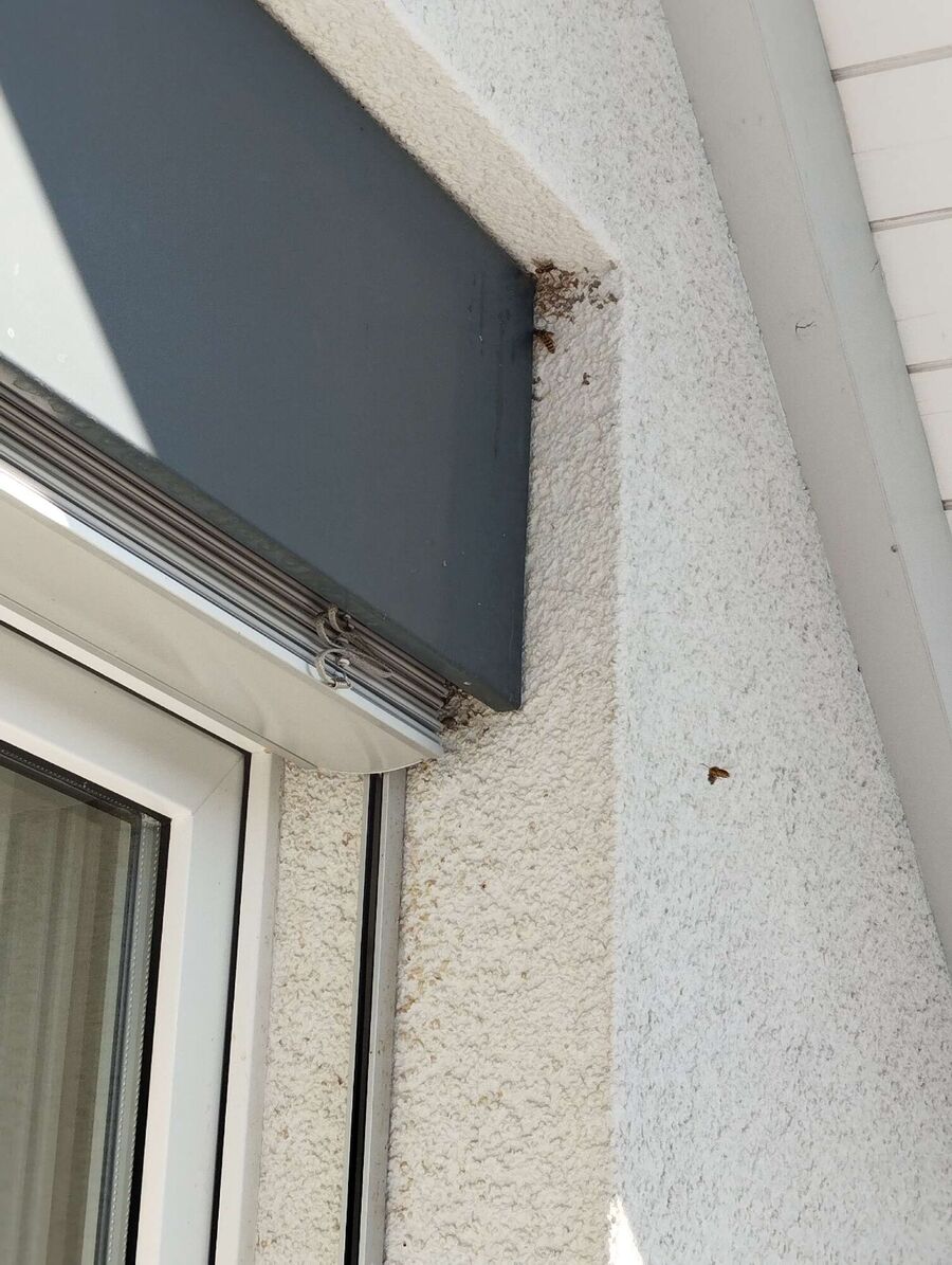 wespennest_entfernen