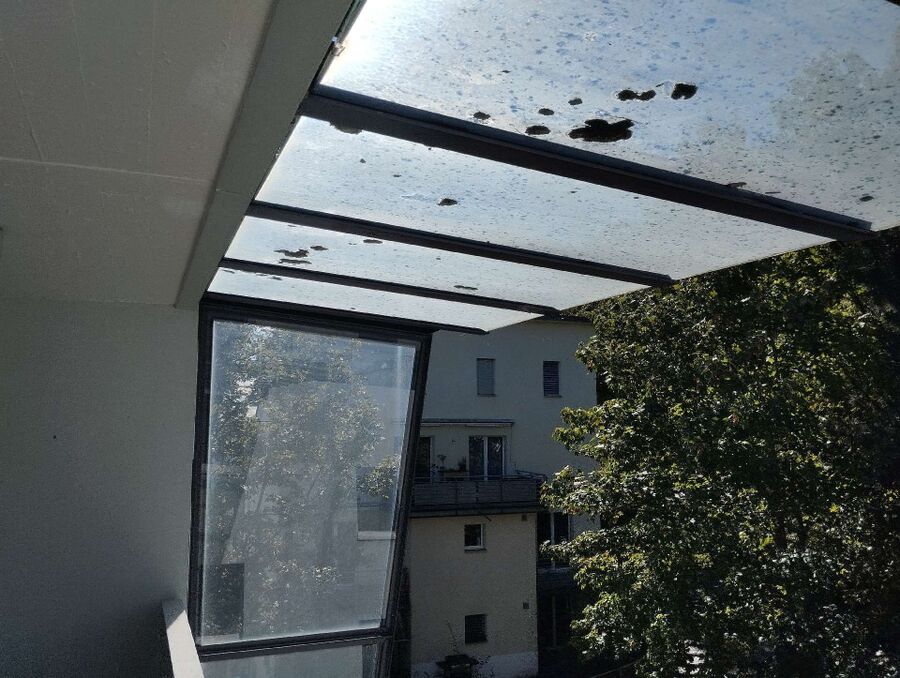 wespennest_entfernen