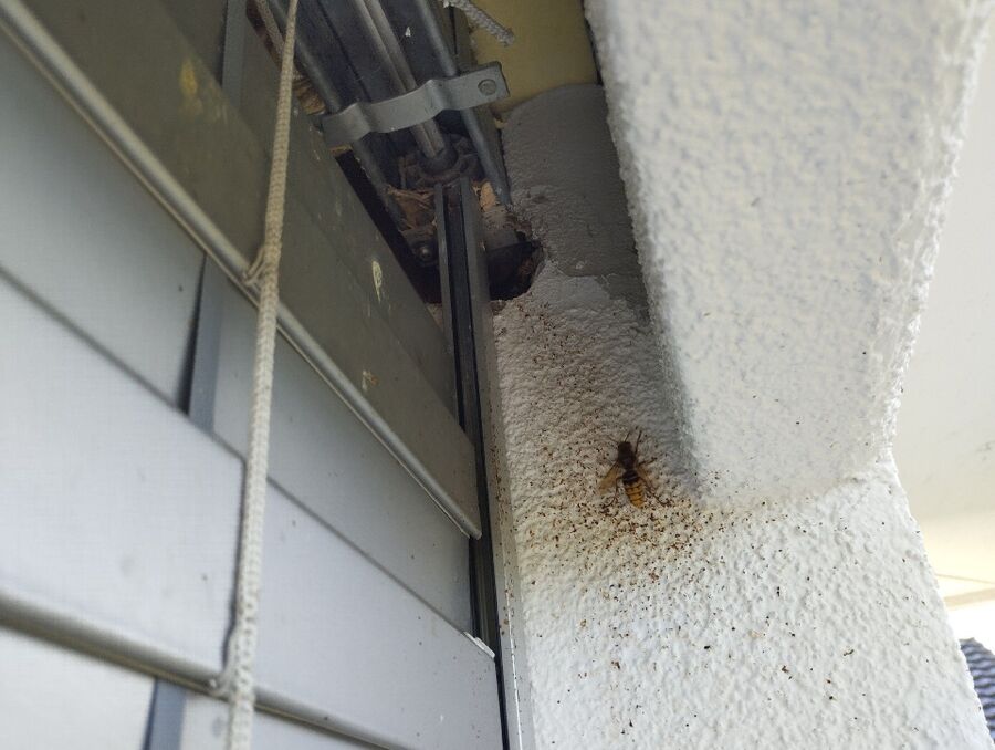 wespennest_entfernen