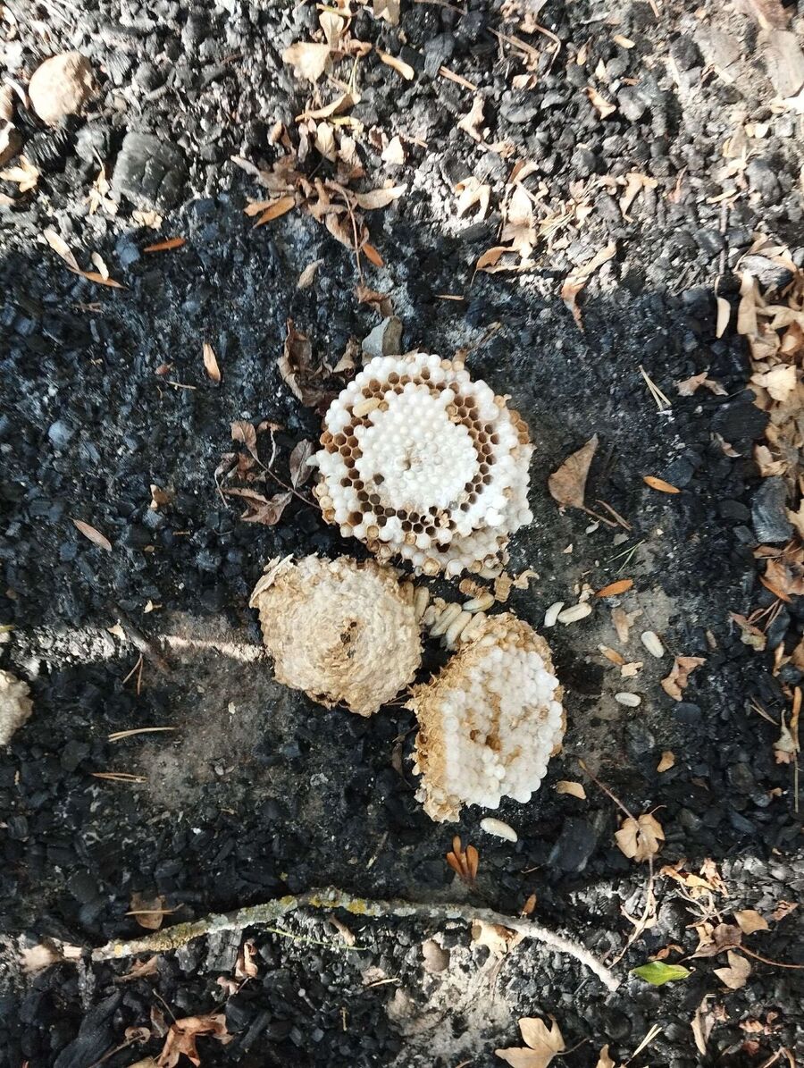 wespennest_entfernen