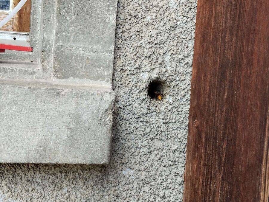 wespennest_entfernen