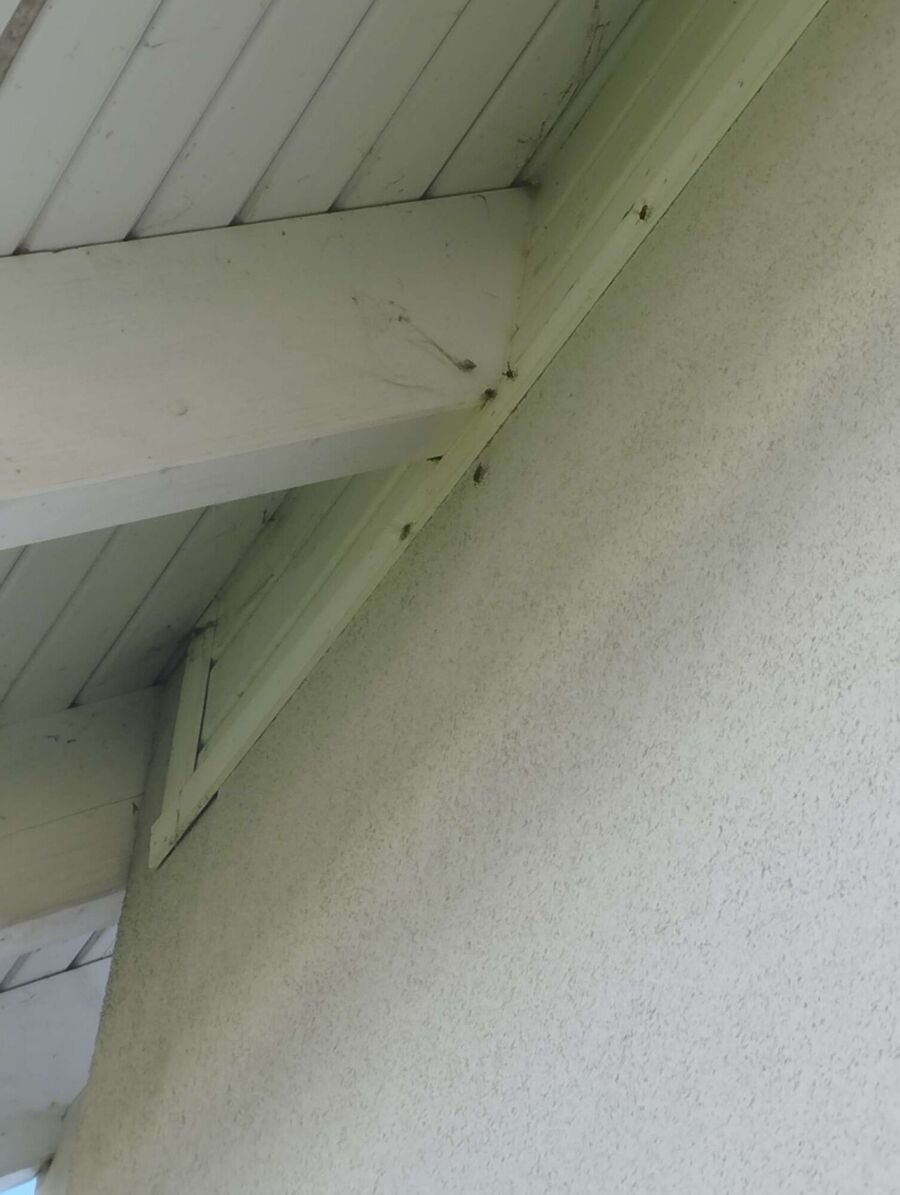 wespennest_entfernen