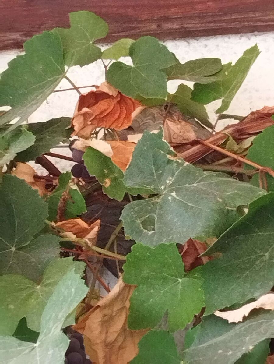 wespennest_entfernen