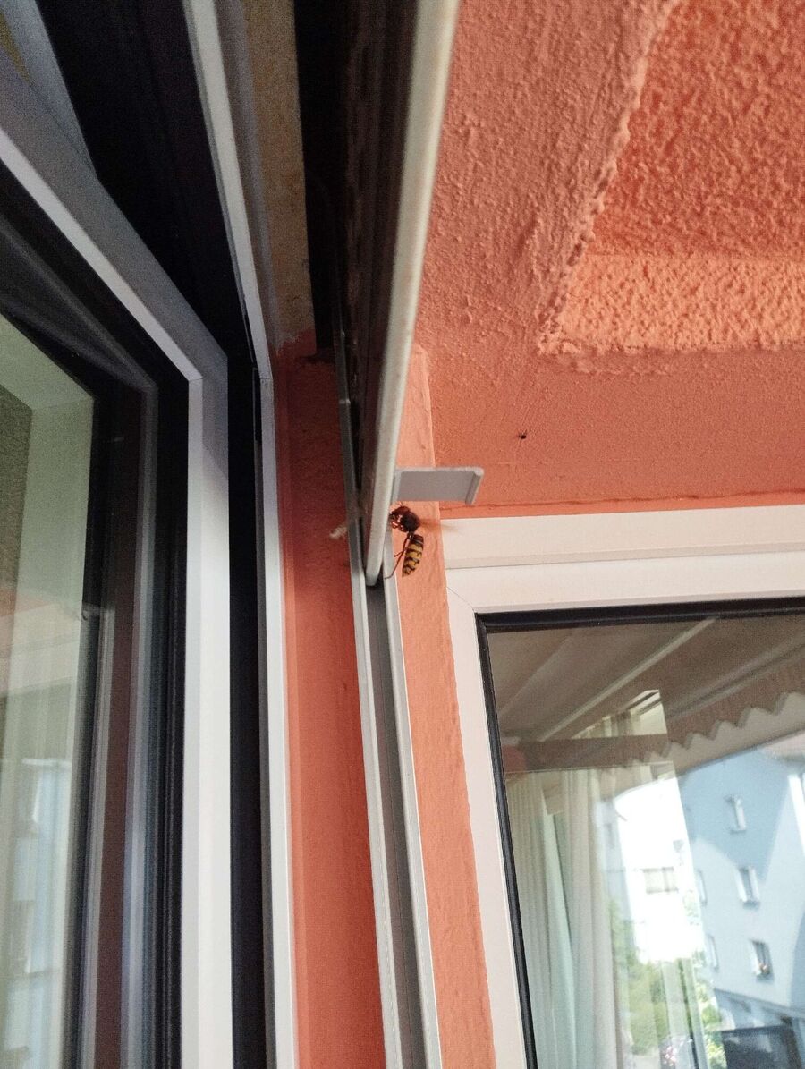 wespennest_entfernen