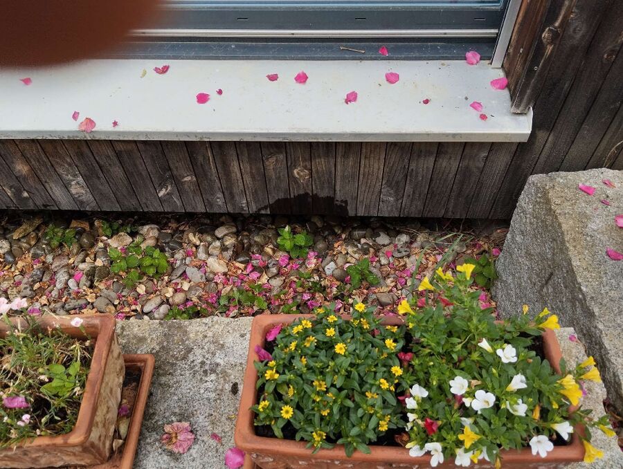 ameisen_vertreiben_bekaempfen_entfernen