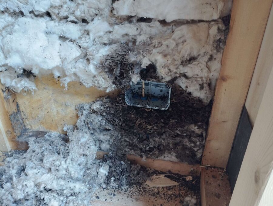 ameisen_vertreiben_bekaempfen_entfernen