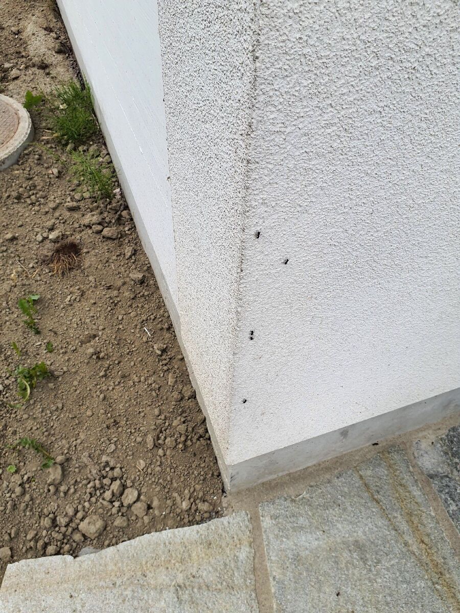 ameisen_vertreiben_bekaempfen_entfernen