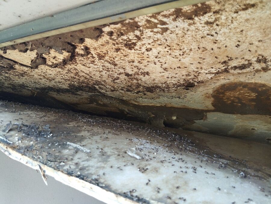 ameisen_vertreiben_bekaempfen_entfernen