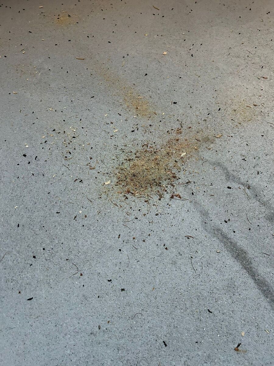 ameisen_vertreiben_bekaempfen_entfernen