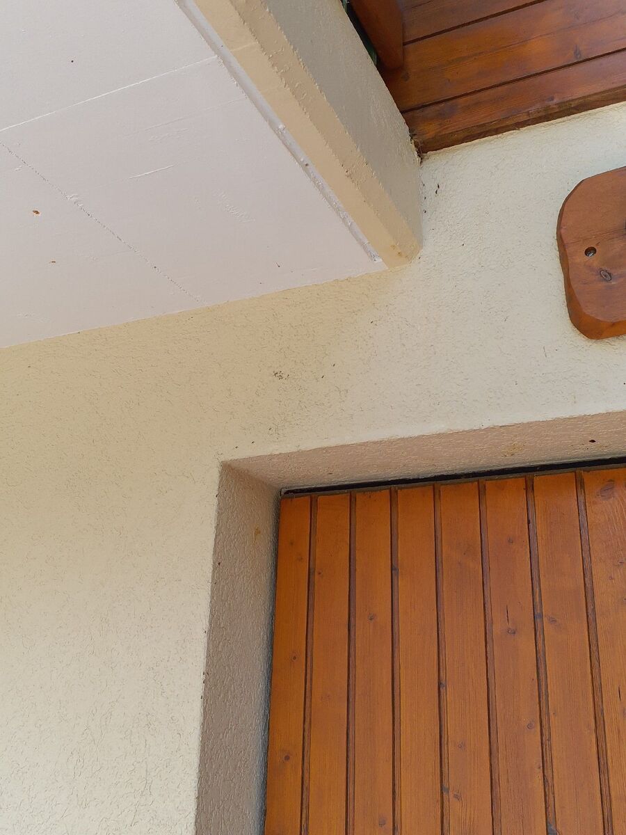 ameisen_vertreiben_bekaempfen_entfernen