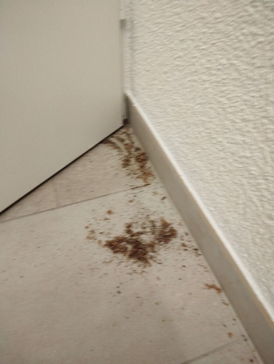 ameisen_vertreiben_bekaempfen_entfernen