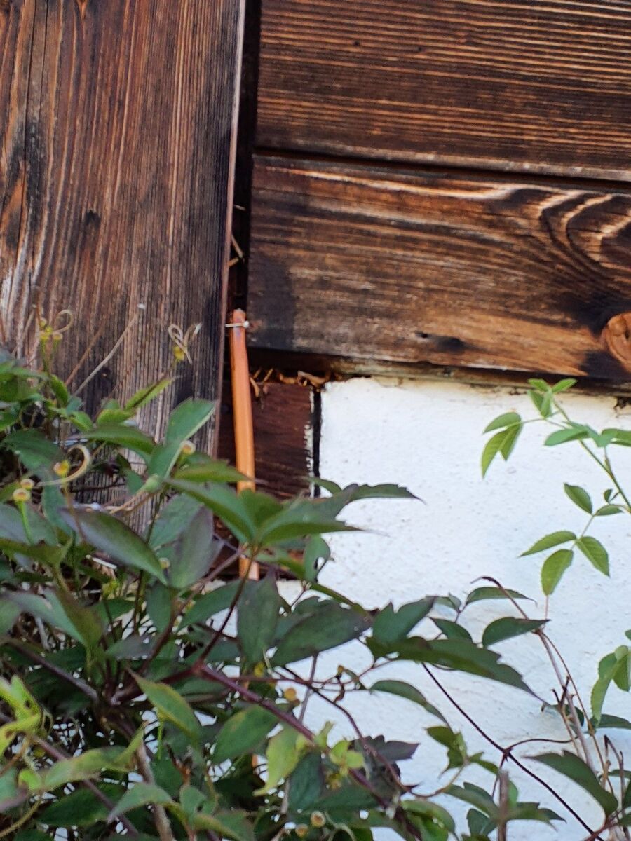 ameisen_vertreiben_bekaempfen_entfernen