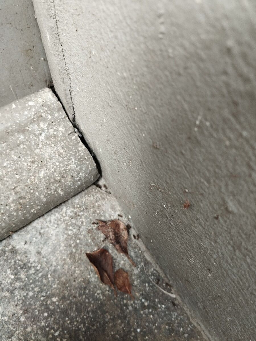 ameisen_vertreiben_bekaempfen_entfernen