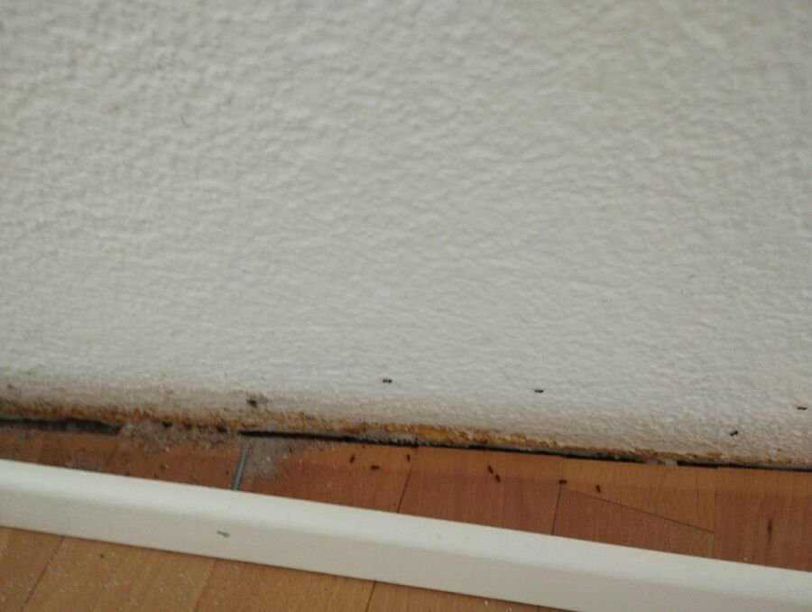 ameisen_vertreiben_bekaempfen_entfernen