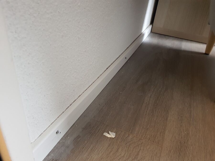 ameisen_vertreiben_bekaempfen_entfernen