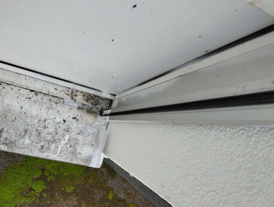 ameisen_vertreiben_bekaempfen_entfernen