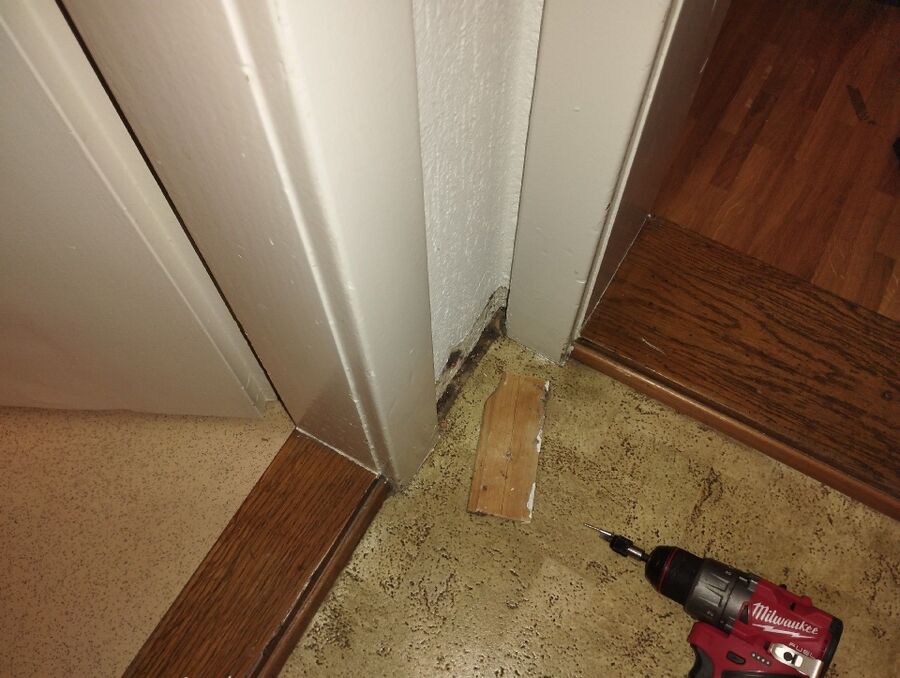 ameisen_vertreiben_bekaempfen_entfernen