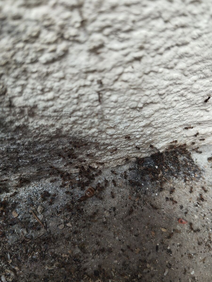 ameisen_vertreiben_bekaempfen_entfernen