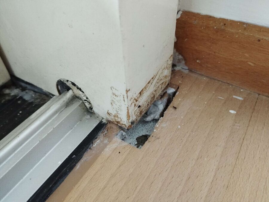 ameisen_vertreiben_bekaempfen_entfernen