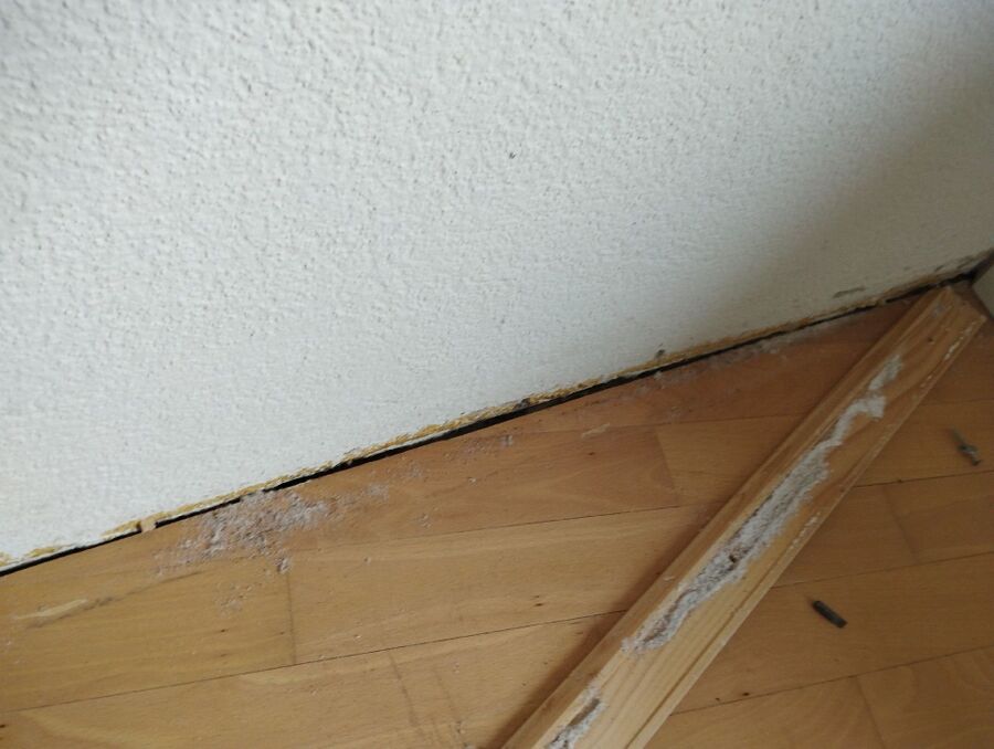 ameisen_vertreiben_bekaempfen_entfernen