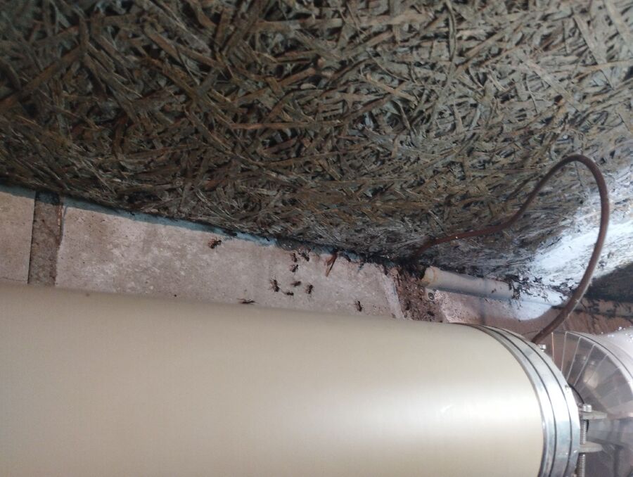 ameisen_vertreiben_bekaempfen_entfernen