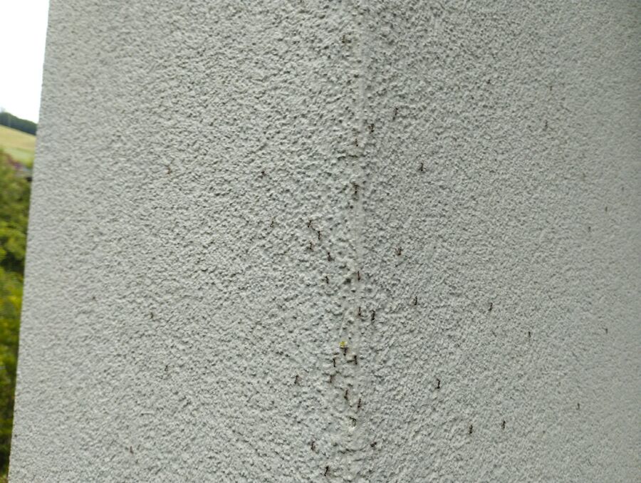 ameisen_vertreiben_bekaempfen_entfernen