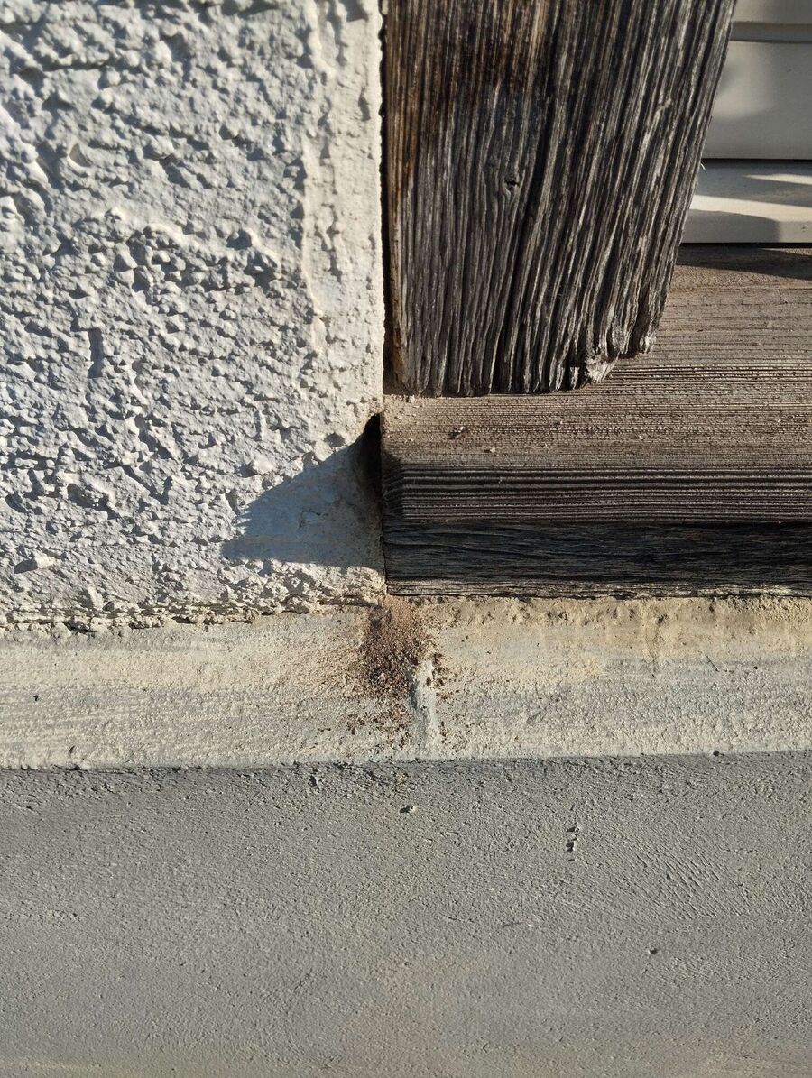 ameisen_vertreiben_bekaempfen_entfernen