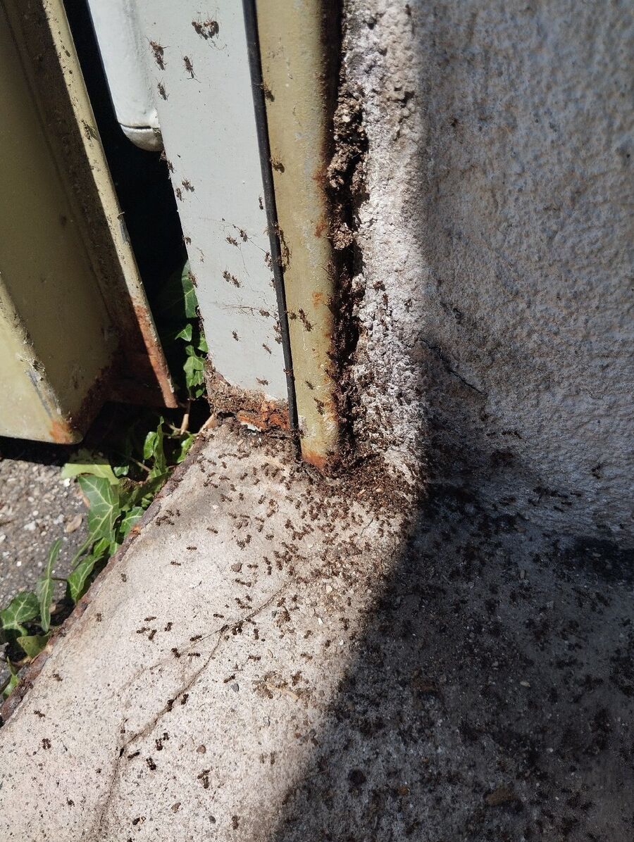 ameisen_vertreiben_bekaempfen_entfernen